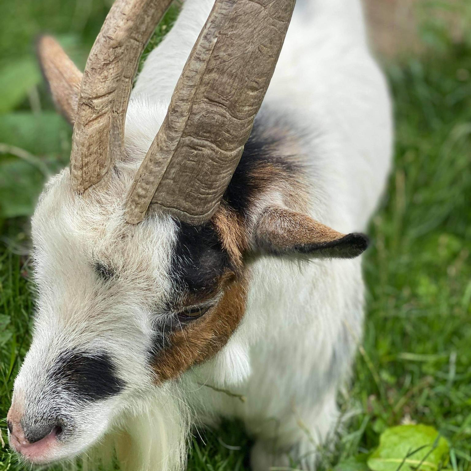 Goats in Cornwall