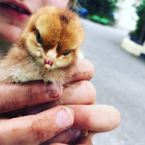 New Chicks 